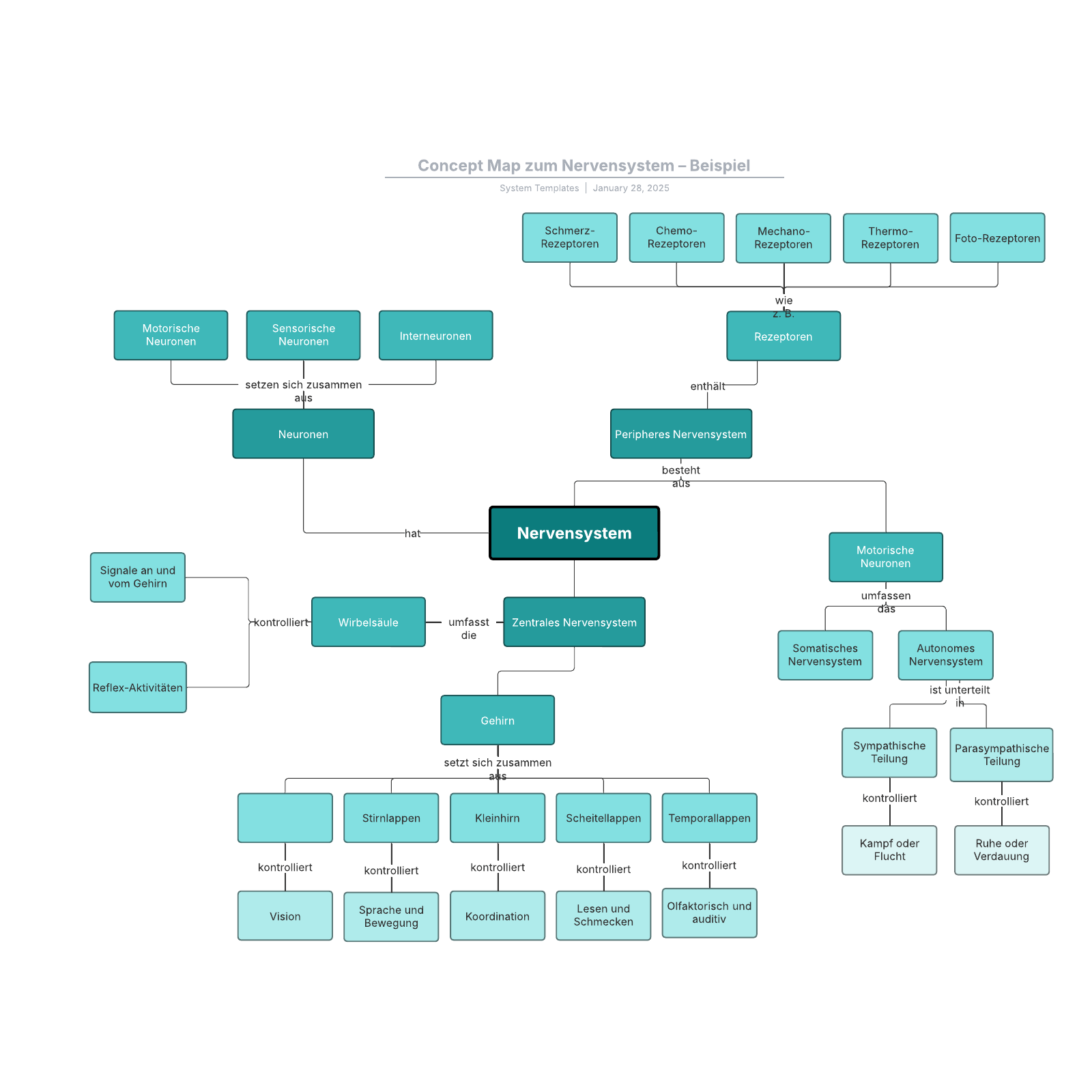 Beispiel eines Nervensystems mit Concept Map