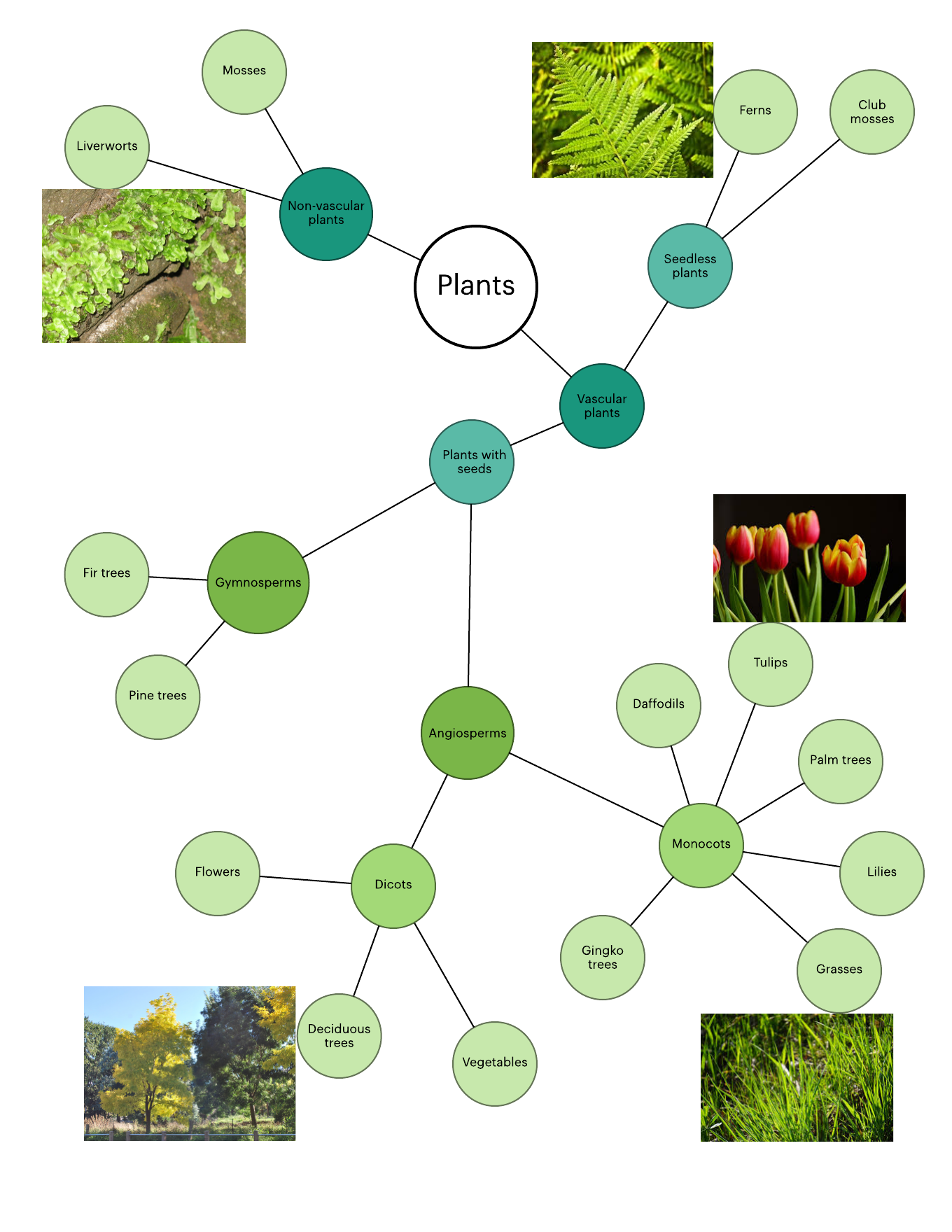 plant classification cluster diagram