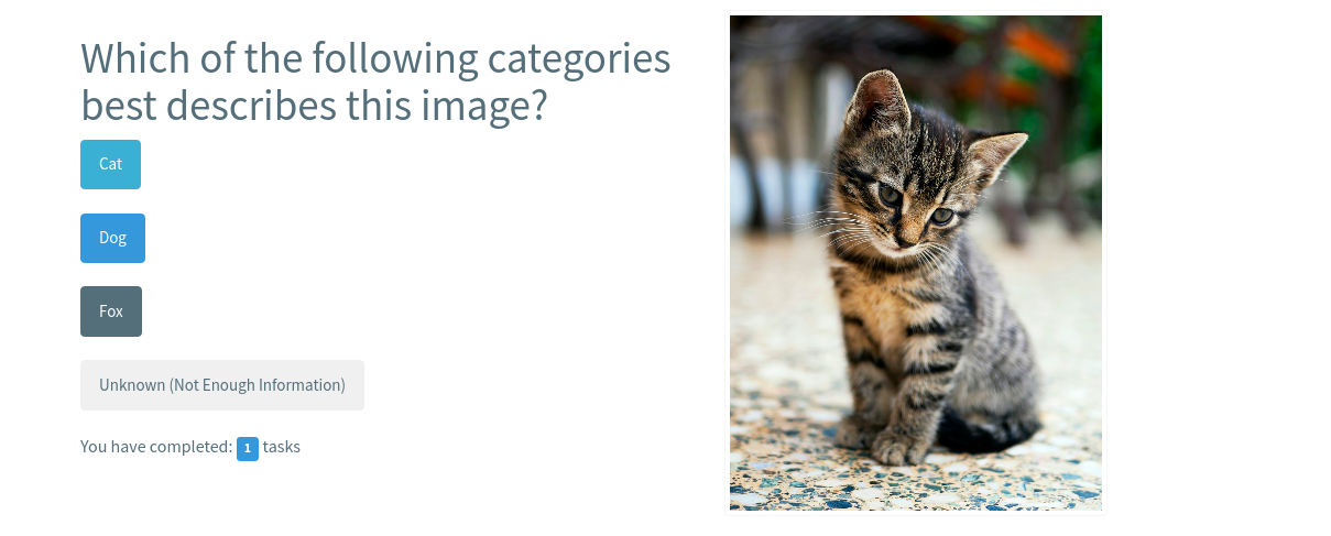 Image of a cat with the question 'Which of the following categories best describe this image?' and the options: 'cat,' 'dog,' and 'fox'