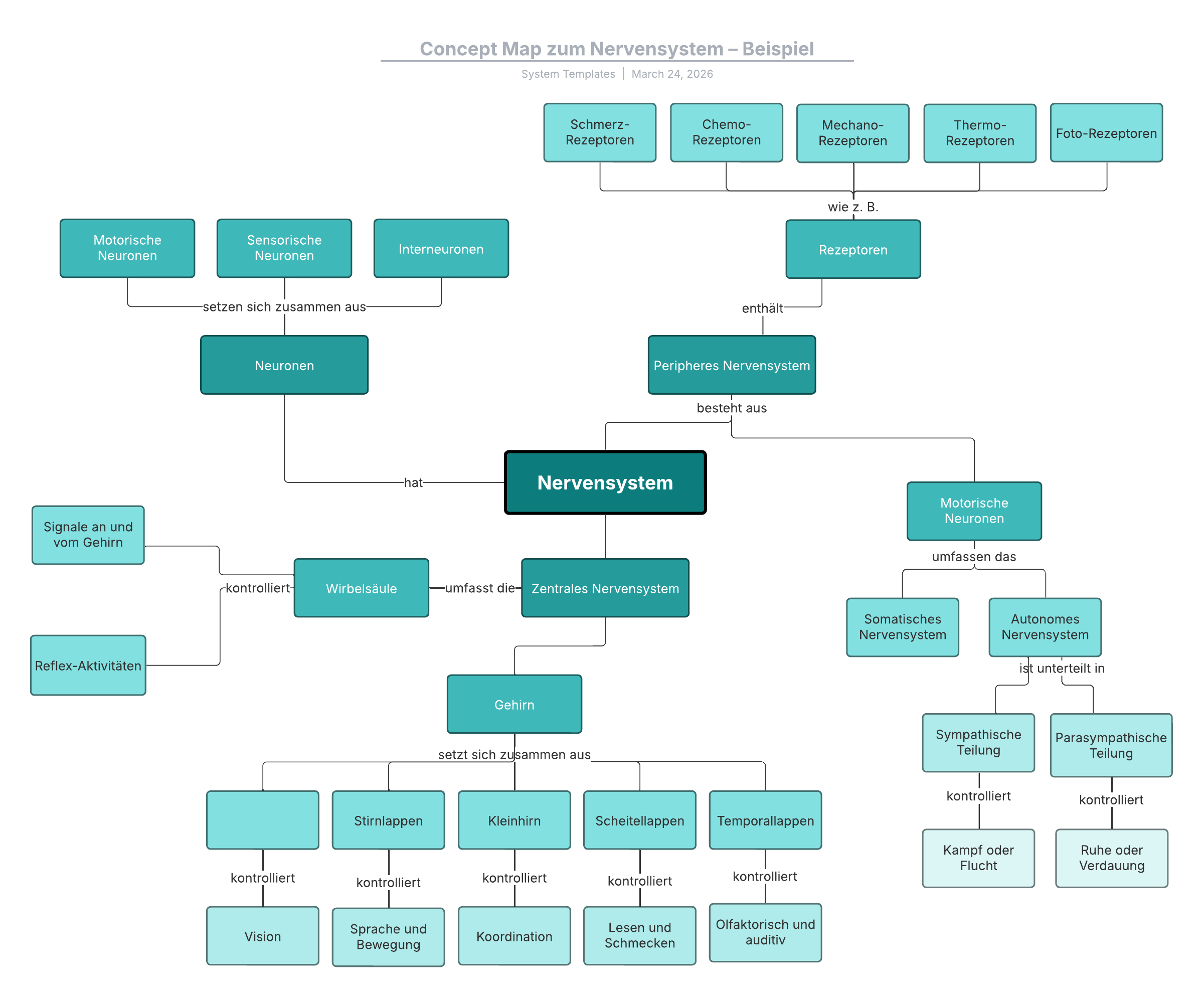 Concept Map Beispiel zum Thema Nervensystem
