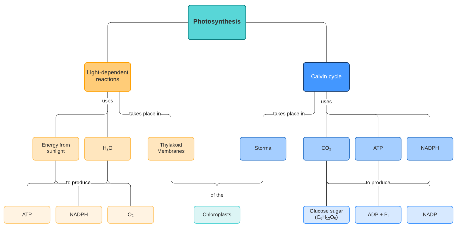 Photosynthesis concept map example (click on image to modify online)
