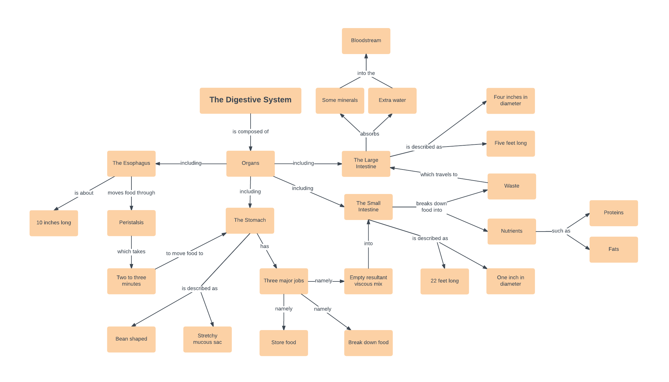 Concept Map Beispiel zum Thema Verdauungssystem (klicken Sie auf das Bild, um sie online zu bearbeiten)
