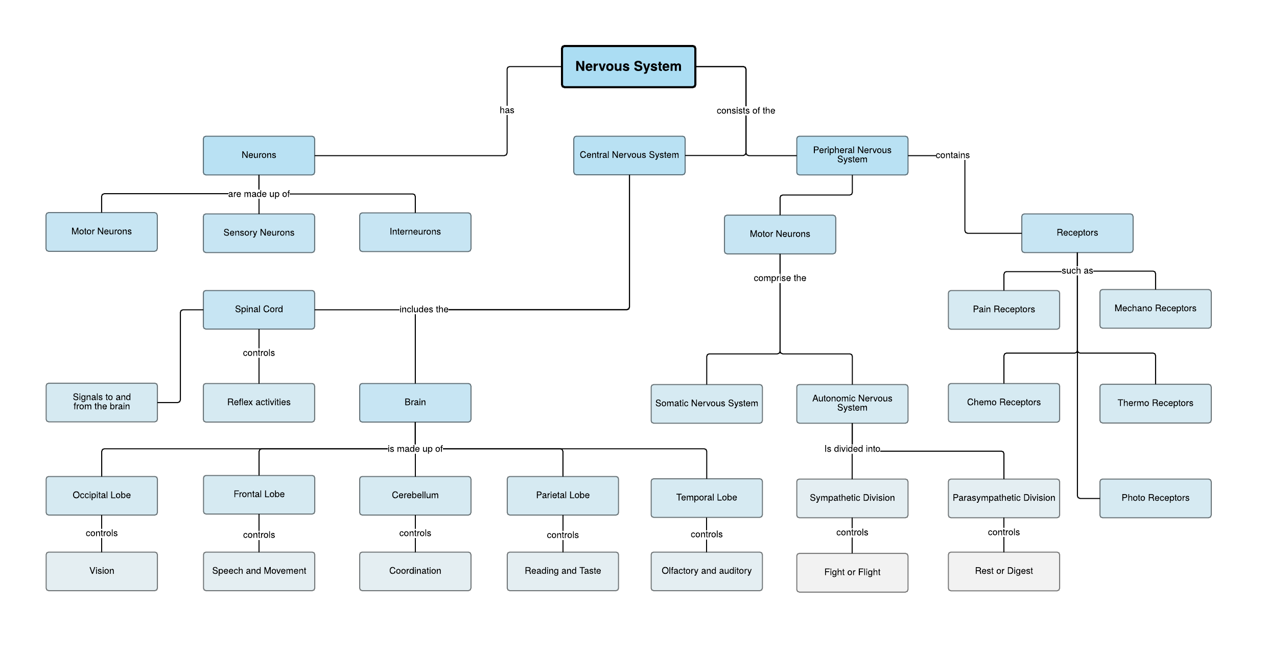 Plantilla de mapa conceptual del sistema nervioso (Haz clic en la imagen para hacer modificaciones en línea.)